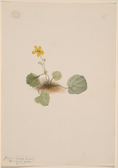  by Mary Vaux Walcott