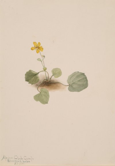 Viola orbiculata, 1911. by Mary Vaux Walcott