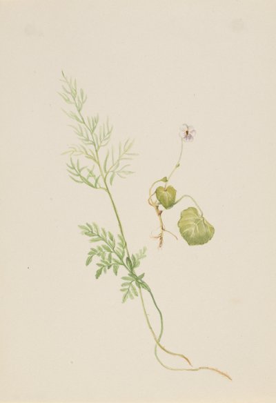 Viola palustris, yak. 1917-1918. by Mary Vaux Walcott