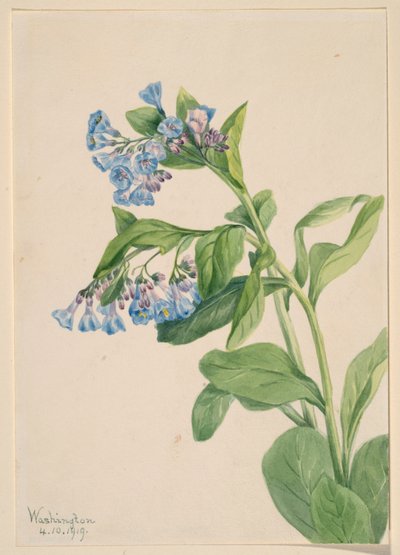 Virginia Mavi Çanları (Mertensia virginica) by Mary Vaux Walcott