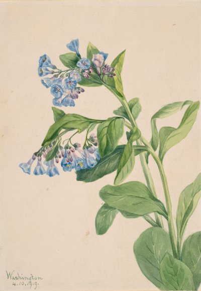 Virginia Bluebells Mertensia virginica, 1919. by Mary Vaux Walcott