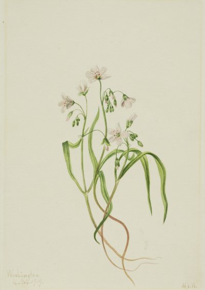 Virginia Springbeauty Claytonia virginica, 1919. by Mary Vaux Walcott