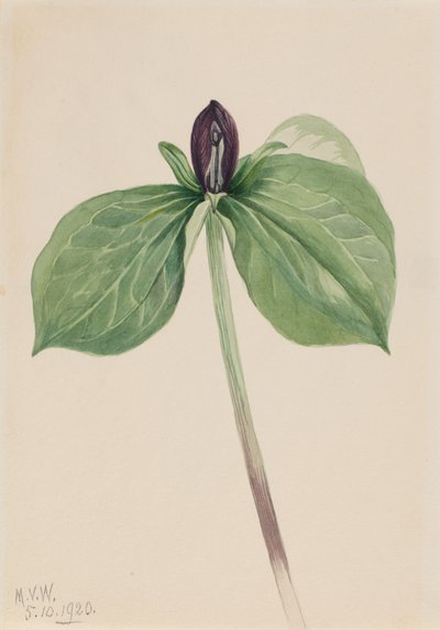Wake-Robin Trillium sapsız, 1920. by Mary Vaux Walcott