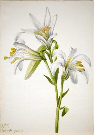 Washington Zambağı (Lilium washingtonianum) by Mary Vaux Walcott