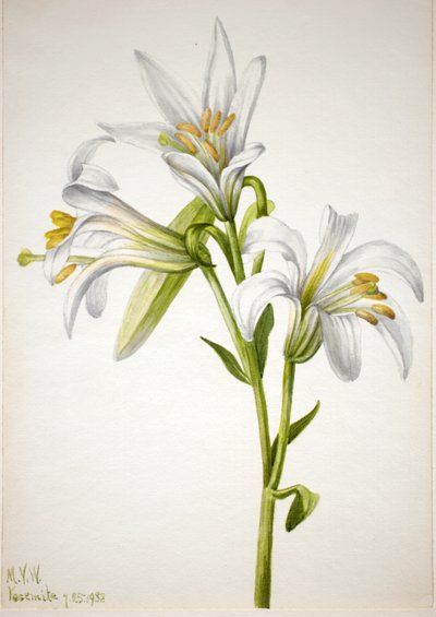 Washington Zambak Lilium washingtonianum, 1933. by Mary Vaux Walcott