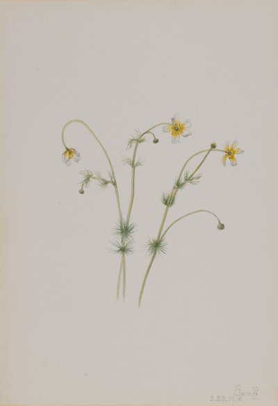 Su Kazayağı (Batrachium trichophyllum) by Mary Vaux Walcott