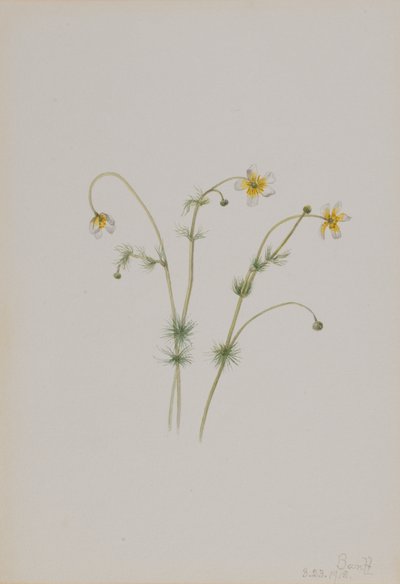 Su Crowfoot Batrachium trichophyllum, 1918. by Mary Vaux Walcott
