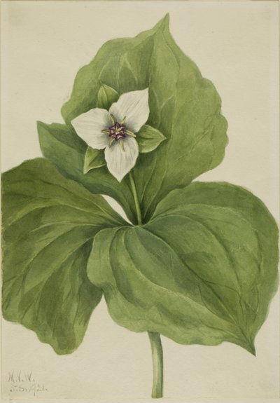  by Mary Vaux Walcott