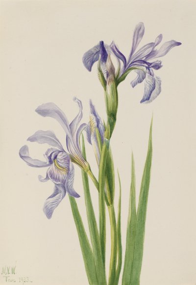  by Mary Vaux Walcott
