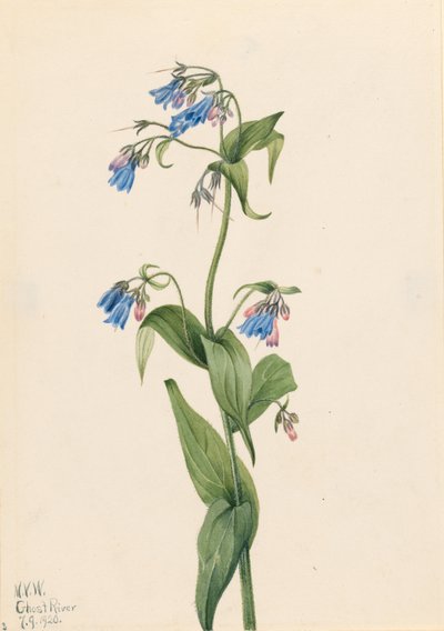  by Mary Vaux Walcott