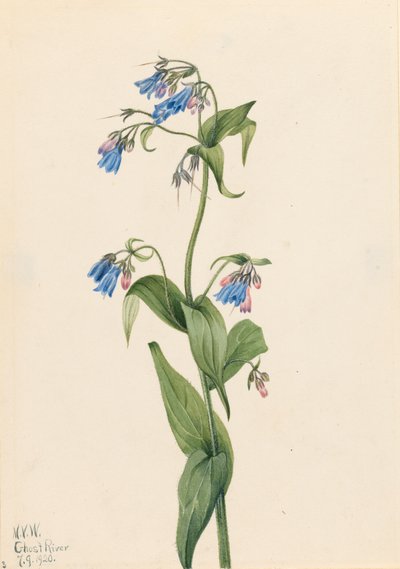 Batı Bluebells Mertensia paniculata, 1920. by Mary Vaux Walcott