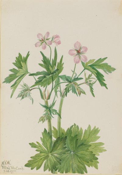  by Mary Vaux Walcott