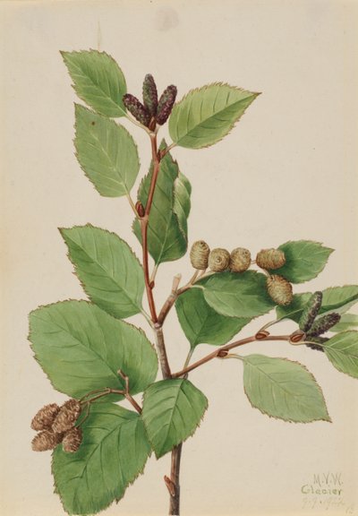 by Mary Vaux Walcott