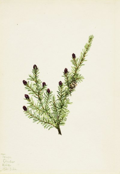 Batı Baldıranı (Tsuga heterophylla) by Mary Vaux Walcott