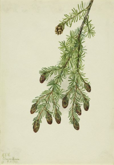 Batı Hemlock Tsuga heterophylla, 1923. by Mary Vaux Walcott