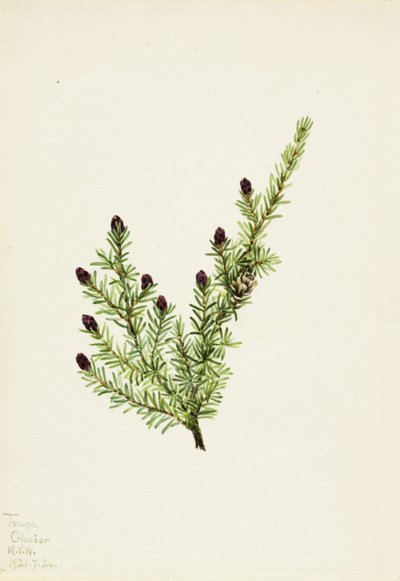Batı Hemlock Tsuga heterophylla, 1924. by Mary Vaux Walcott