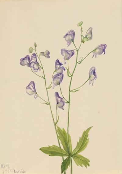 Batı Monkshood Aconitum columbianum, 1933 by Mary Vaux Walcott