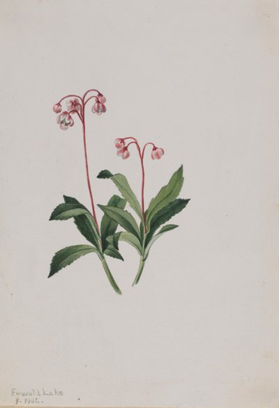  by Mary Vaux Walcott