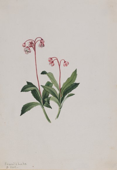 Batı Pipsissewa Chimaphila umbellata, 1902. by Mary Vaux Walcott