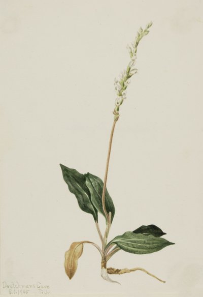  by Mary Vaux Walcott
