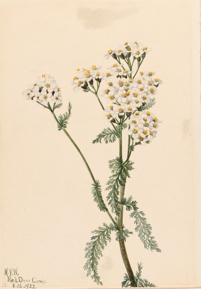 Batı Civanperçemi Achillea lanulosa, 1922. by Mary Vaux Walcott
