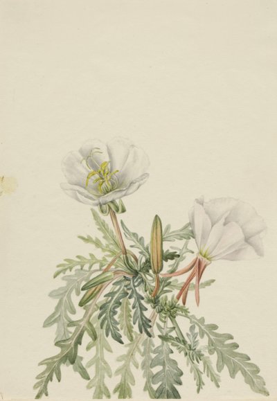  by Mary Vaux Walcott