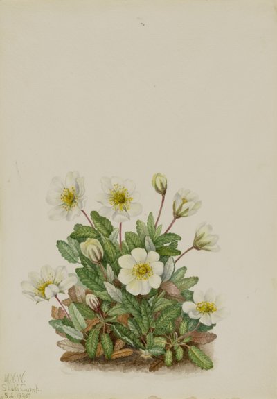  by Mary Vaux Walcott