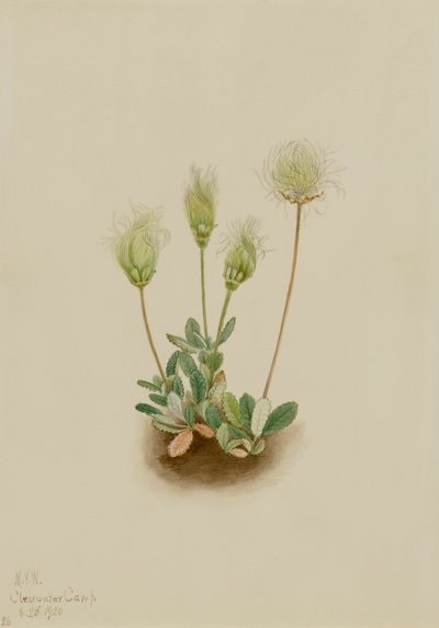 Beyaz Dryad Dryas octopetala, 1920. by Mary Vaux Walcott