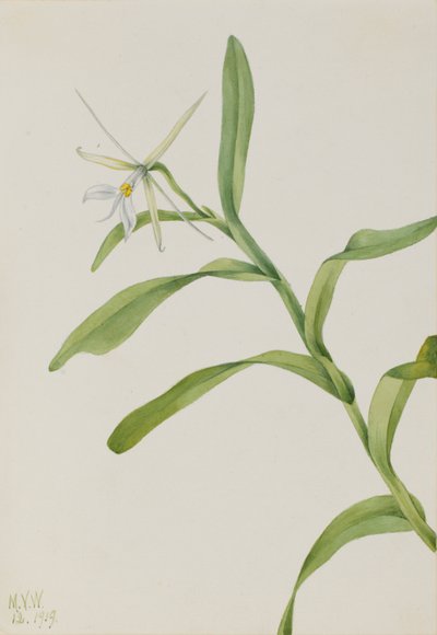  by Mary Vaux Walcott