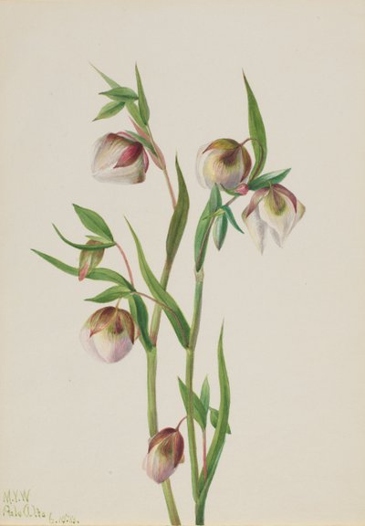 Beyaz Peri Feneri Calochortus albus, 1933. by Mary Vaux Walcott