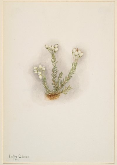  by Mary Vaux Walcott