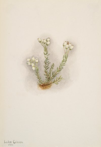 Beyaz Heather Phyllodoce grandiflora, 1901. by Mary Vaux Walcott
