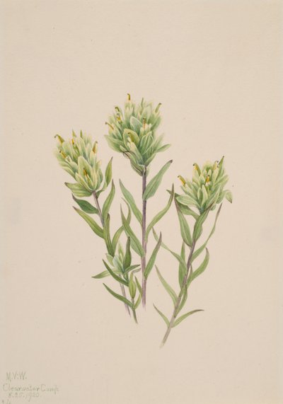 Beyaz Hint Boya Fırçası Castilleja occidentalis, 1920. by Mary Vaux Walcott