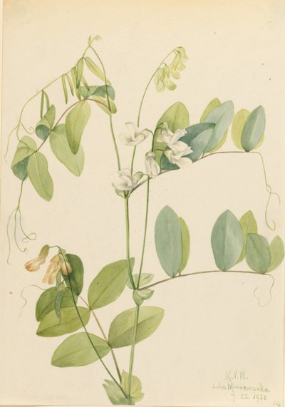  by Mary Vaux Walcott