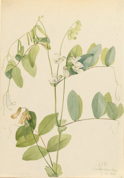 Beyaz Bezelye Lathyrus ochroleucus, 1920. by Mary Vaux Walcott