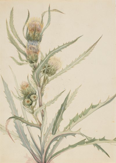  by Mary Vaux Walcott