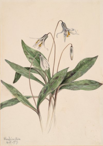 Beyaz Alabalık Erythronium albidum, 1919. by Mary Vaux Walcott
