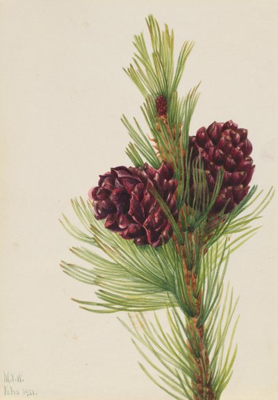  by Mary Vaux Walcott