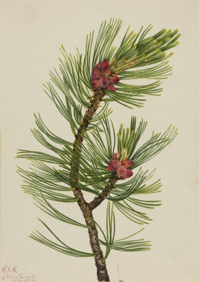  by Mary Vaux Walcott