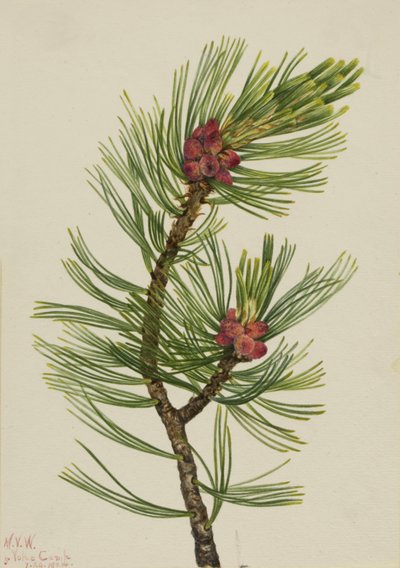 Whitebark Çam Pinus albicaulis, 1924. by Mary Vaux Walcott