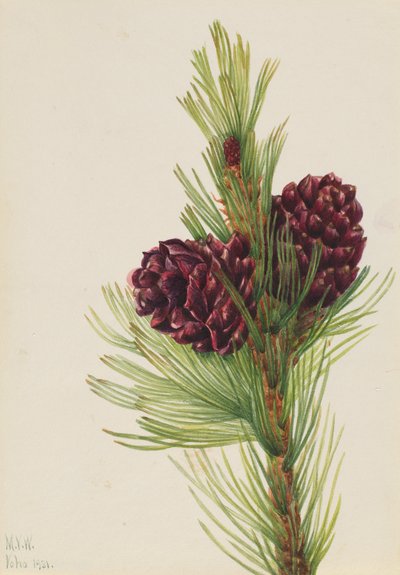 Whitebark Çam Pinus albicaulis, 1931. by Mary Vaux Walcott