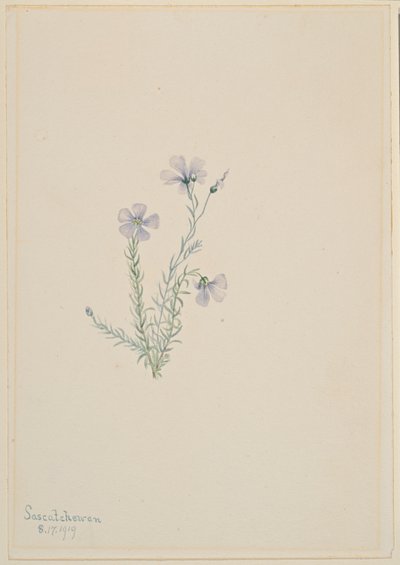  by Mary Vaux Walcott
