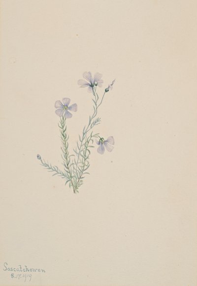 Yabani Keten Linum lewisii, 1919 by Mary Vaux Walcott