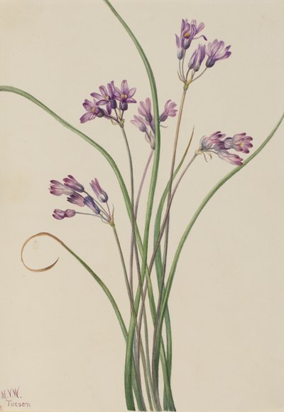 Yabani Sümbül Brodiaea pulchella, 1927 by Mary Vaux Walcott