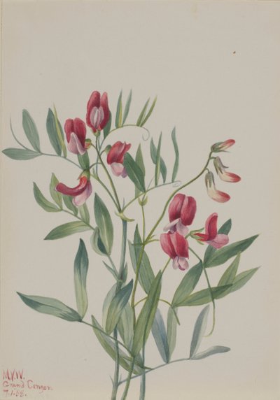 Yabani Bezelye Lathyrus decaphyllus, 1938. by Mary Vaux Walcott