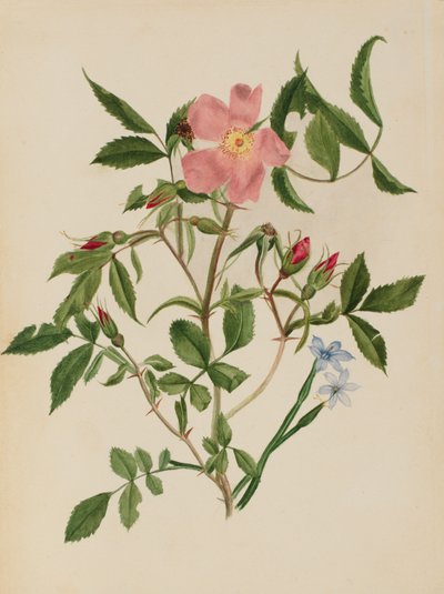 Yabani Gül ve Mavi gözlü Çimen Rosa türleri ve Sisyrinchium türleri, n.d. by Mary Vaux Walcott