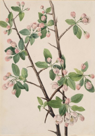 Vahşi Tatlı Yengeç Malus coronaria, 1920. by Mary Vaux Walcott