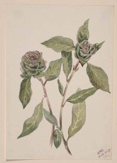  by Mary Vaux Walcott