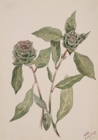 Söğüt Salix, 1900. by Mary Vaux Walcott