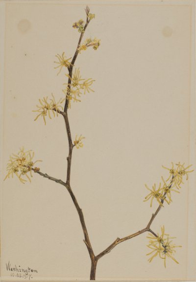  by Mary Vaux Walcott
